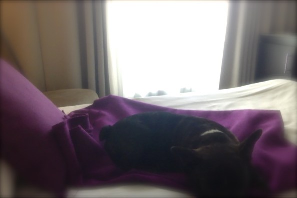 Bild 2013-05-28 kl. 18.51